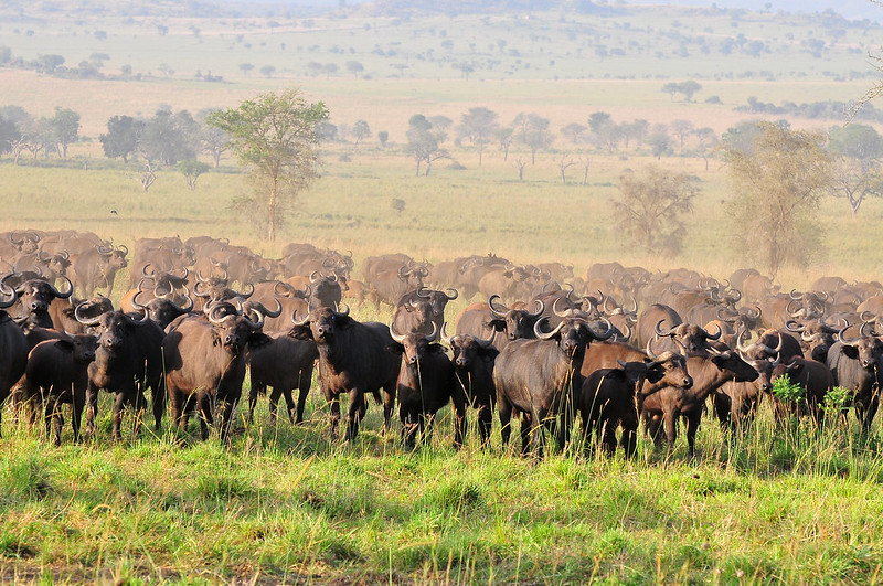 KENYA