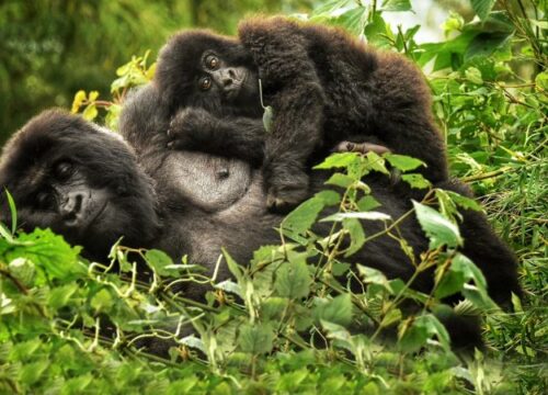 10 days Safari Game Drive, Gorilla Trekking & Chimps.