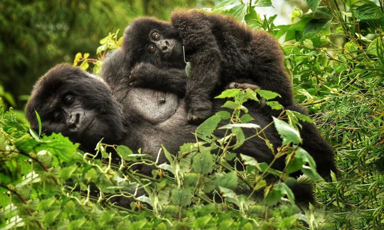 10 days Safari Game Drive, Gorilla Trekking & Chimps.