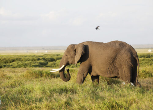 11 Days Safari Tour to Uganda and Rwanda