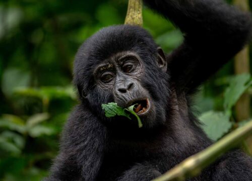 3 Days Uganda Gorilla Trekking experience