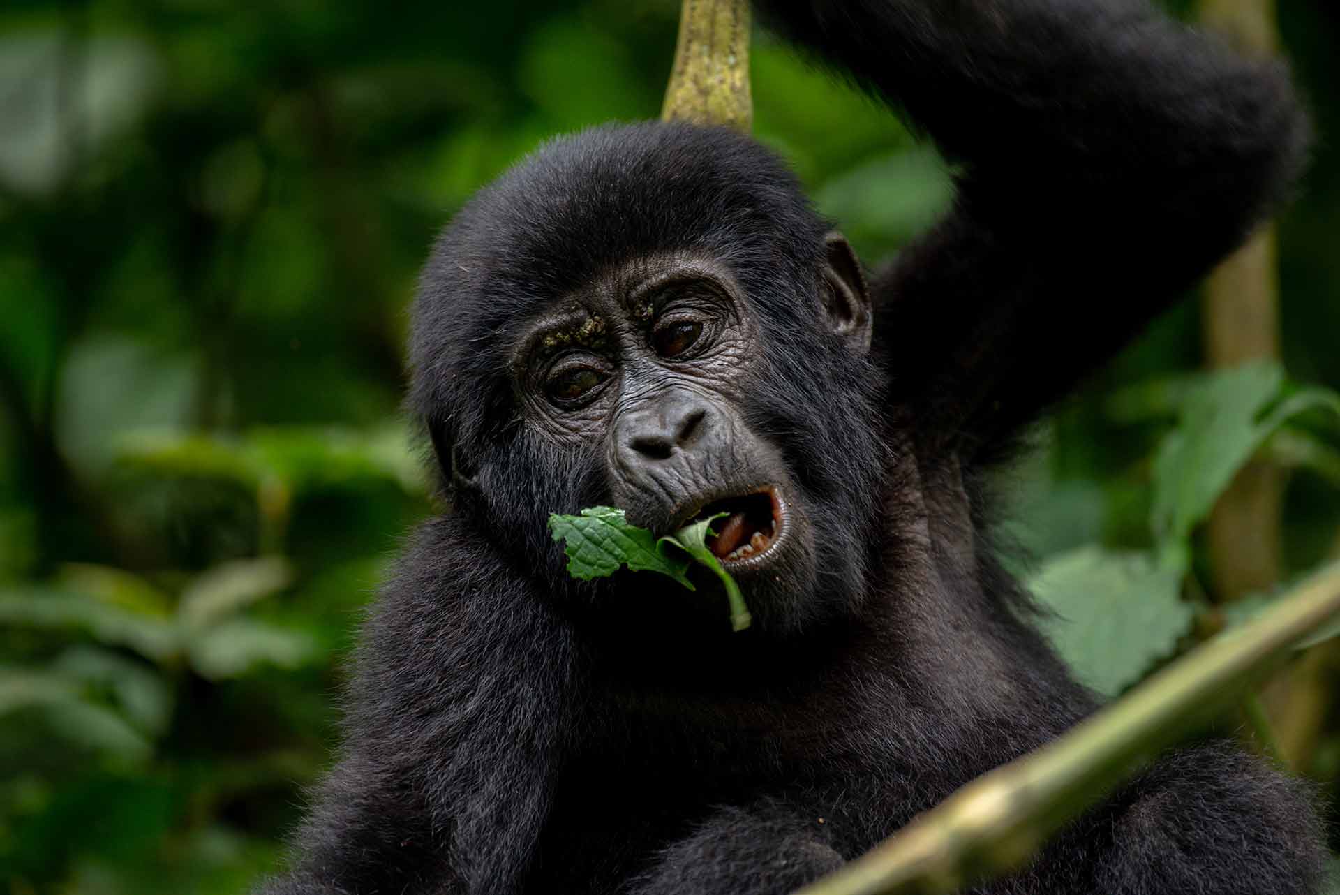 3 Days Uganda Gorilla Trekking experience