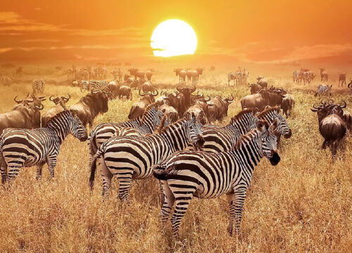 10 Days - Best of Tanzania Safari