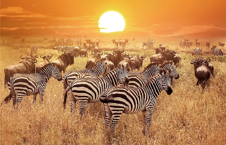 10 Days - Best of Tanzania Safari