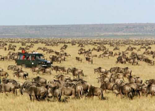 4 Days - Masai Mara and Lake Naivasha