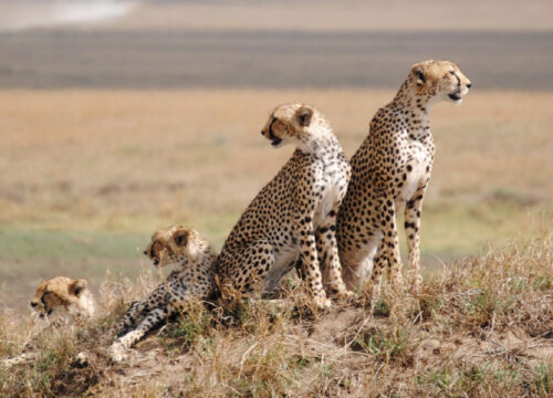 12 Days - Tanzania Highlights Safari