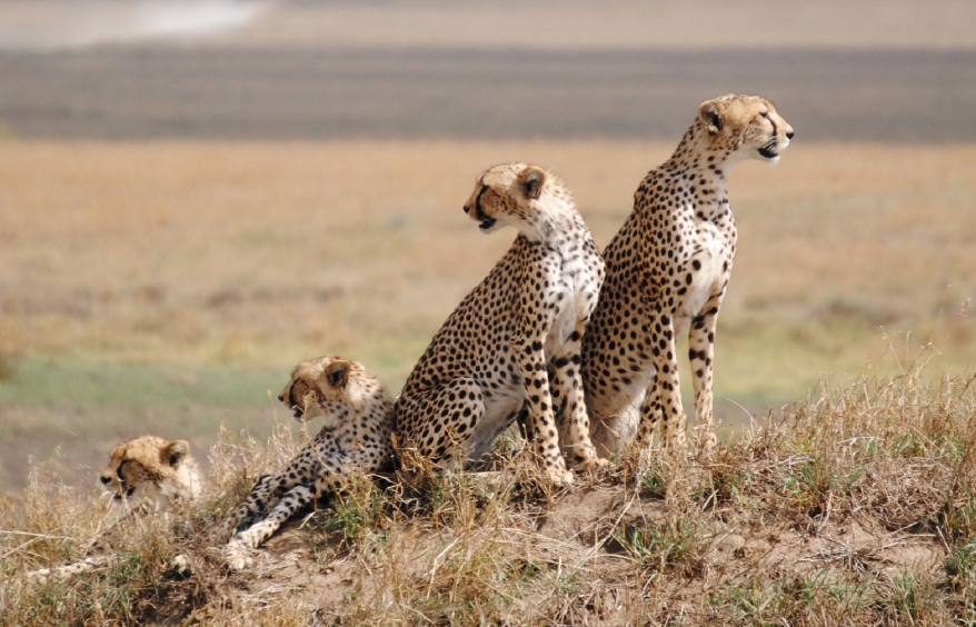 12 Days - Tanzania Highlights Safari