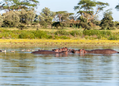 9 Days Lake Manyara – Serengeti – Ngorongoro Crater Safari