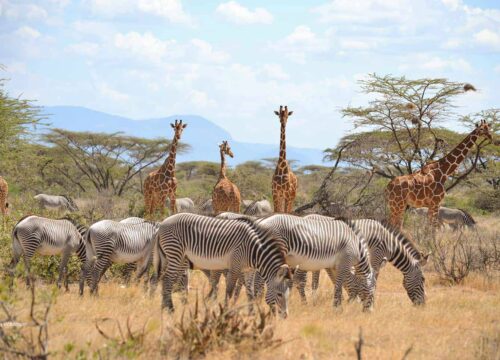 5 Days - Samburu & Aberdares