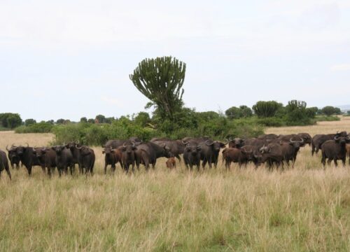 5 Days - Masai Mara and Lake Naivasha