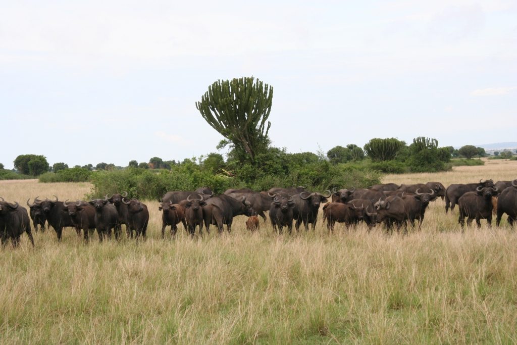 5 Days - Masai Mara and Lake Naivasha