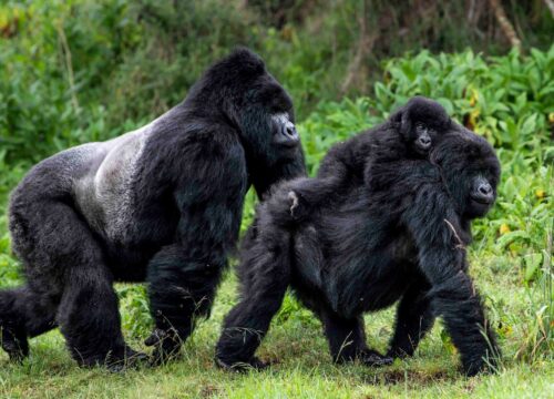 8 Days - Rwanda Gorilla & Chimp Trekking Adventure