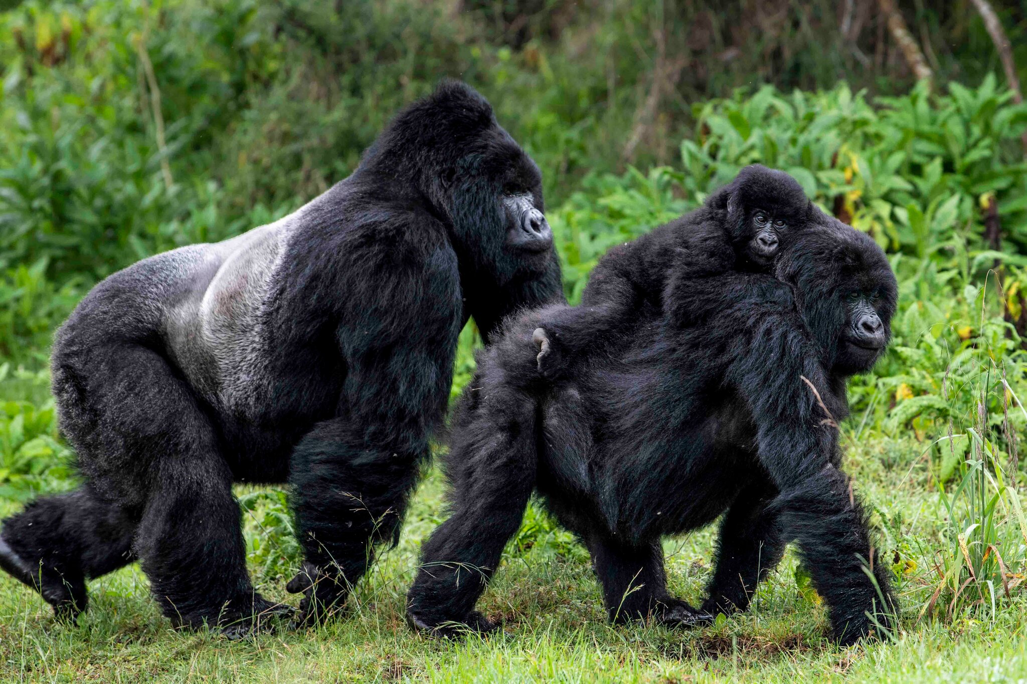 8 Days - Rwanda Gorilla & Chimp Trekking Adventure